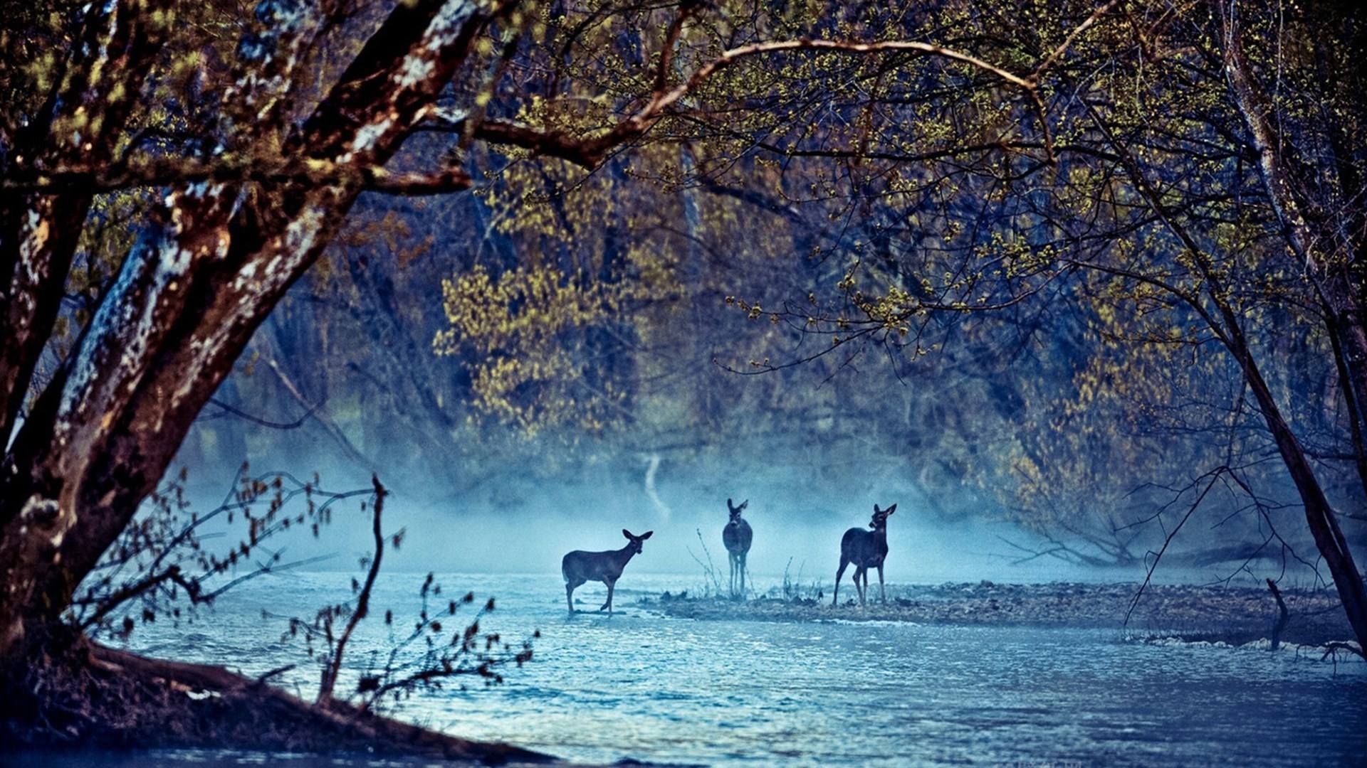 1487673011252912.jpg 2.jpg